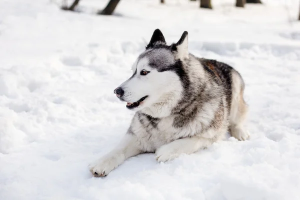 Köpek kar üzerinde yatıyor — Stok fotoğraf