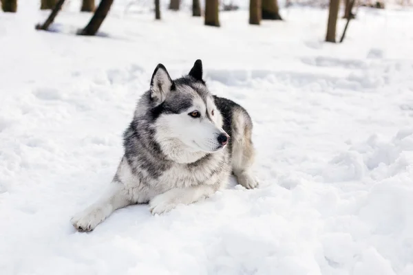 Huski döşeme — Stok fotoğraf