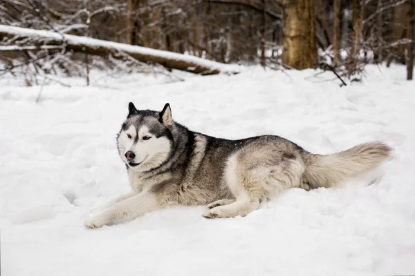 Söta huski lägger på snö — Stockfoto