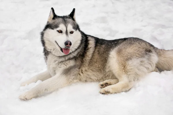 美しい Huski と雪 — ストック写真