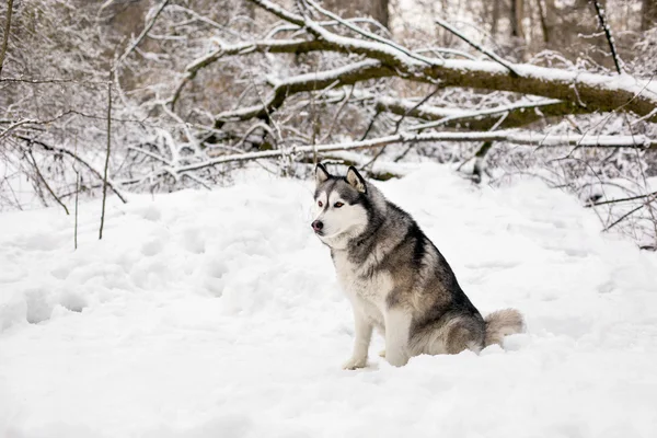 かわいい huski が座っています。 — ストック写真