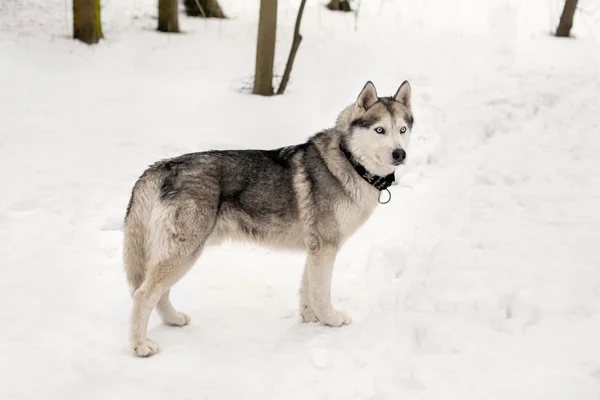 Huski está por aquí nevando —  Fotos de Stock