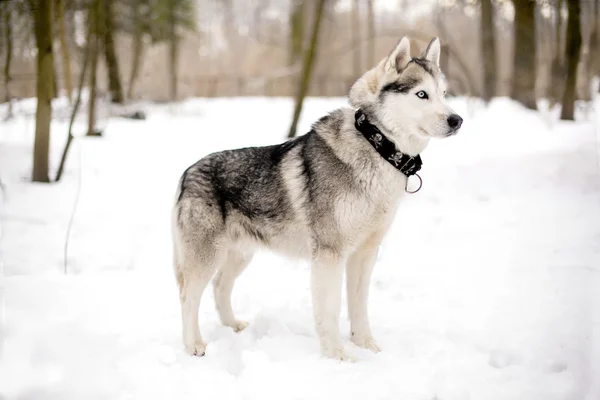 Faithful huski and snow — Stock Photo, Image