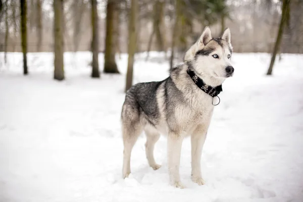 雪と忠実な huski — ストック写真