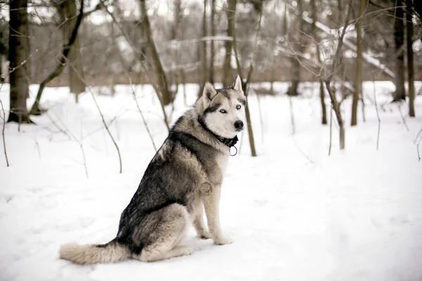 Mavi gözlü sadık köpek — Stok fotoğraf