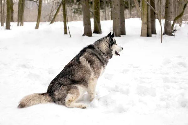 Sadık köpek kar bekliyor — Stok fotoğraf