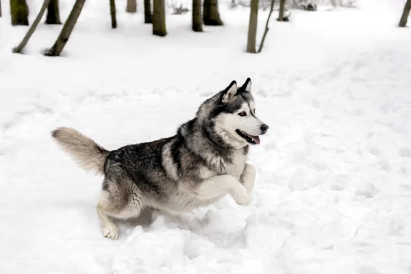 Kar üzerinde köpek sıçramak — Stok fotoğraf