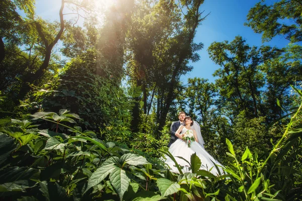 Жених и невеста в летнем лесу — стоковое фото