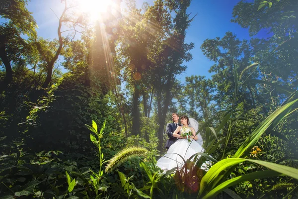 Menyasszony és a vőlegény nyári erdőben — Stock Fotó
