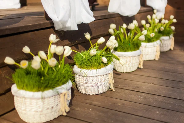 Tulipani da sposa — Foto Stock