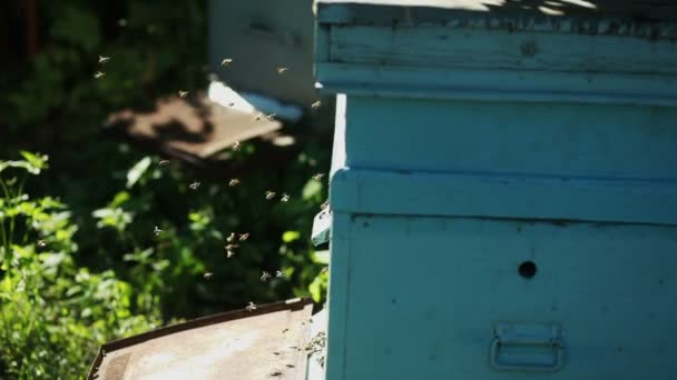 Пасека с пчелами — стоковое видео