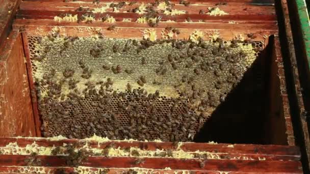 Apiario con abejas dentro de la colmena — Vídeos de Stock