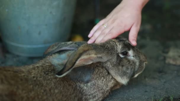 Gray rabbit — Stock Video