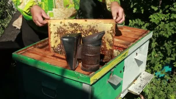 Beemaster collects honey — Stock Video