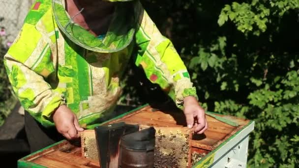 Beemaster verzamelt honing — Stockvideo