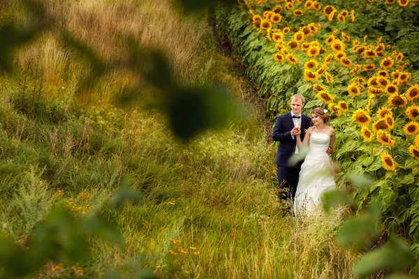 Couple marié marchant près de tournesols jaunes — Photo
