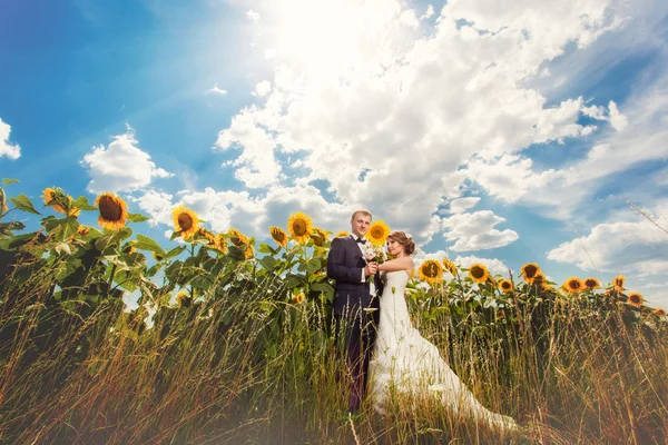 Весільна пара в соняшниках влітку — стокове фото