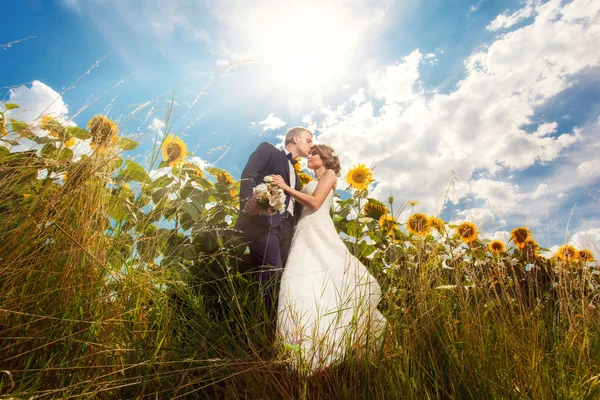 Поцілунки пари на великому полі соняшників — стокове фото