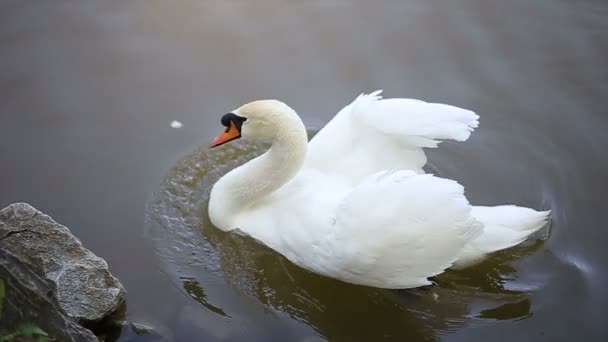 El cisne blanco está nadando — Vídeos de Stock