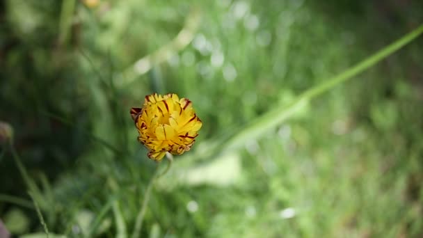 La naturaleza dio una linda flor amarilla — Vídeos de Stock