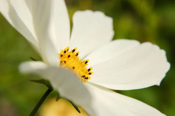 Gros Plan Une Fleur Blanche Cosmos Fleur Fraîche Étamines Vue — Photo