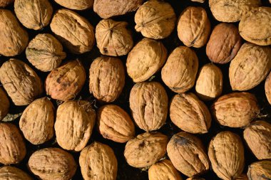 Kuru kabuklarında taze toplanmış fındıkların üst görüntüsü, kurumak için güneşe yayılıyor.