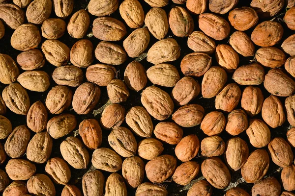 Kuru kabuklarında taze toplanmış fındıkların üst görüntüsü, kurumak için güneşe yayılıyor.