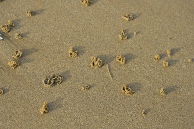 Deniz kıyısında deniz solucanları veya arenicola marinası tarafından oluşturulan sarılmış kum yığınları.