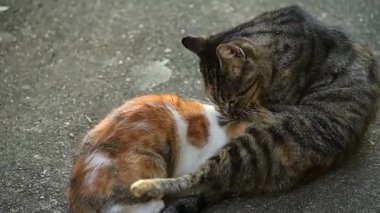 Gri tekir bir anne kedi, kızıl bir kediyi tımarladıktan sonra tımar eder, başını yalar ve kulaklarına yakın bir yerde ısırır.