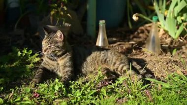Bahçede sfenks pozisyonunda yatan bir kedi güneşin altında uyur ve uyanık kalır.
