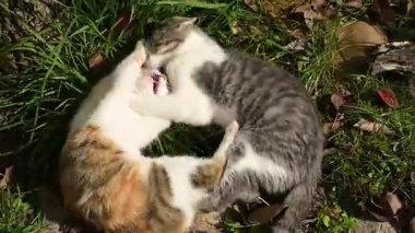 İki erkek tekir kedi yavrusu bahçede yerde yatıyor, oyun oynayıp birbirlerini ısırıyorlar, başları patilerinin arasına sıkışmış, yukarıdan görülüyorlar..