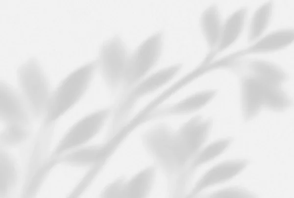 Beyaz arkaplanda bir ağacın beyaz yaprakları