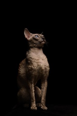 Cornish Rex kedi. Siyah