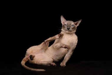 Garip cornish rex