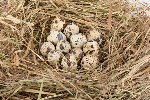 Huevos de codorniz — Foto de Stock