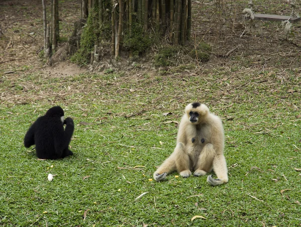 Zwei Gibbons — Stockfoto