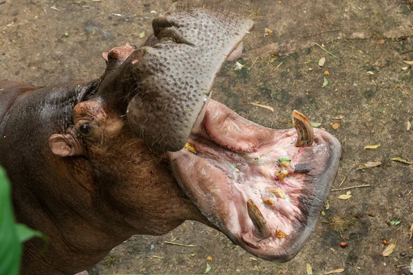 Hippopotamus limpopo — Stock Photo, Image