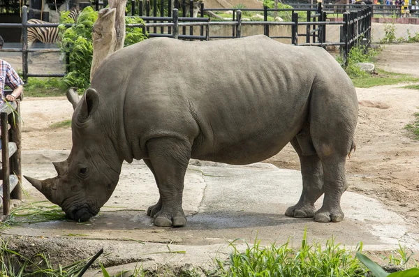 Two horned rhinoceros — Stock Photo, Image