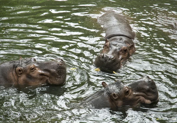 Three hippopotamuses in the river — Stock Photo, Image