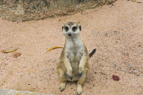 meerkat ince uçlu