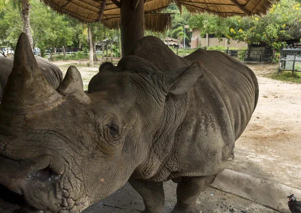 Rhinoceros sniffs — Stock Photo, Image