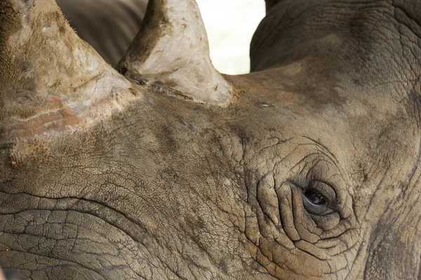 Rhinoceros close up — Stock Photo, Image