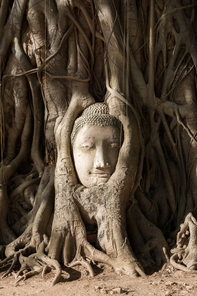 Kum başkanı Buda Ayutthaya içinde taş