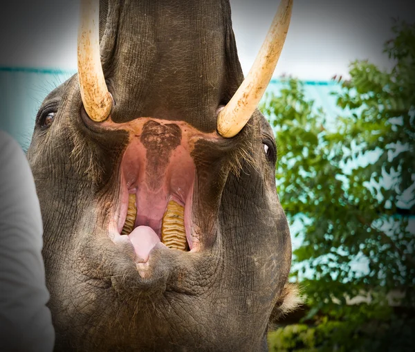 Elephant opens his mouth — Stock Photo, Image