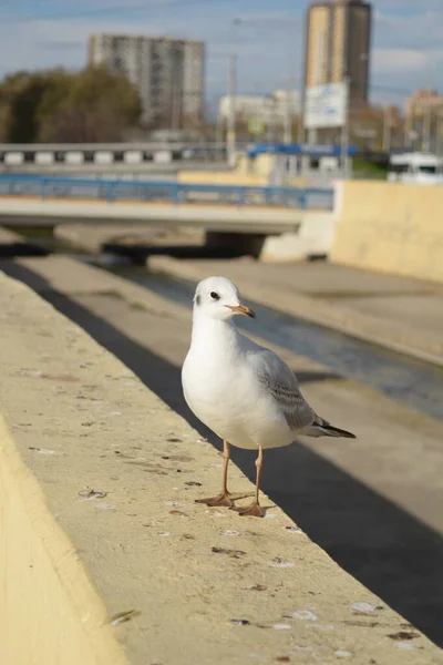 Gabbiano Grigio Sul Ponte Rostov Don — Foto Stock