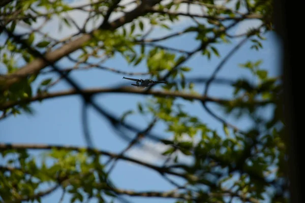 空の軍用機は5月9日の勝利の日に青い空に対して木の枝を飛んでいます — ストック写真