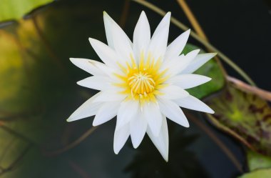 Lotus beyaz çiçek