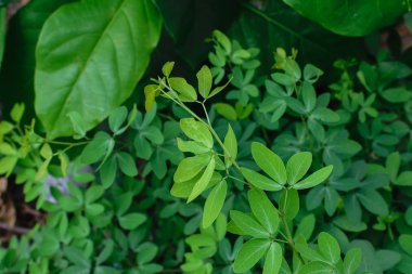 Manila demirhindi treetop