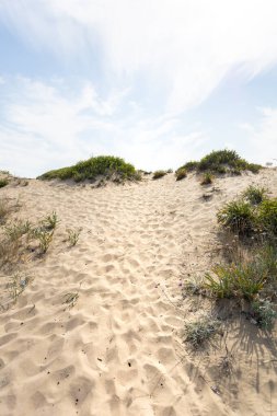 Bulgaristan 'ın Sozopol kenti yakınlarındaki Smokinya plajındaki korunan kum tepelerinin güneşli bir yaz gününde görüntüsü