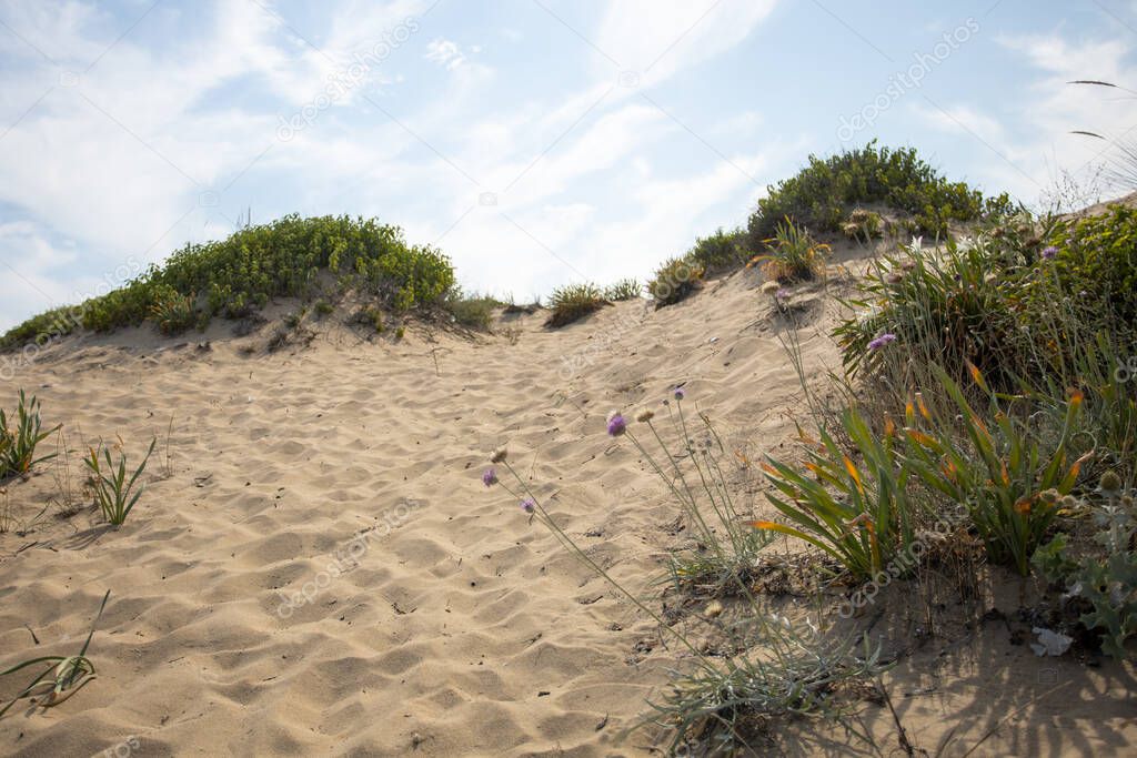 View of the protected sand dunes on Smokinya beach near Sozopol in Bulgaria, on a sunny summer day